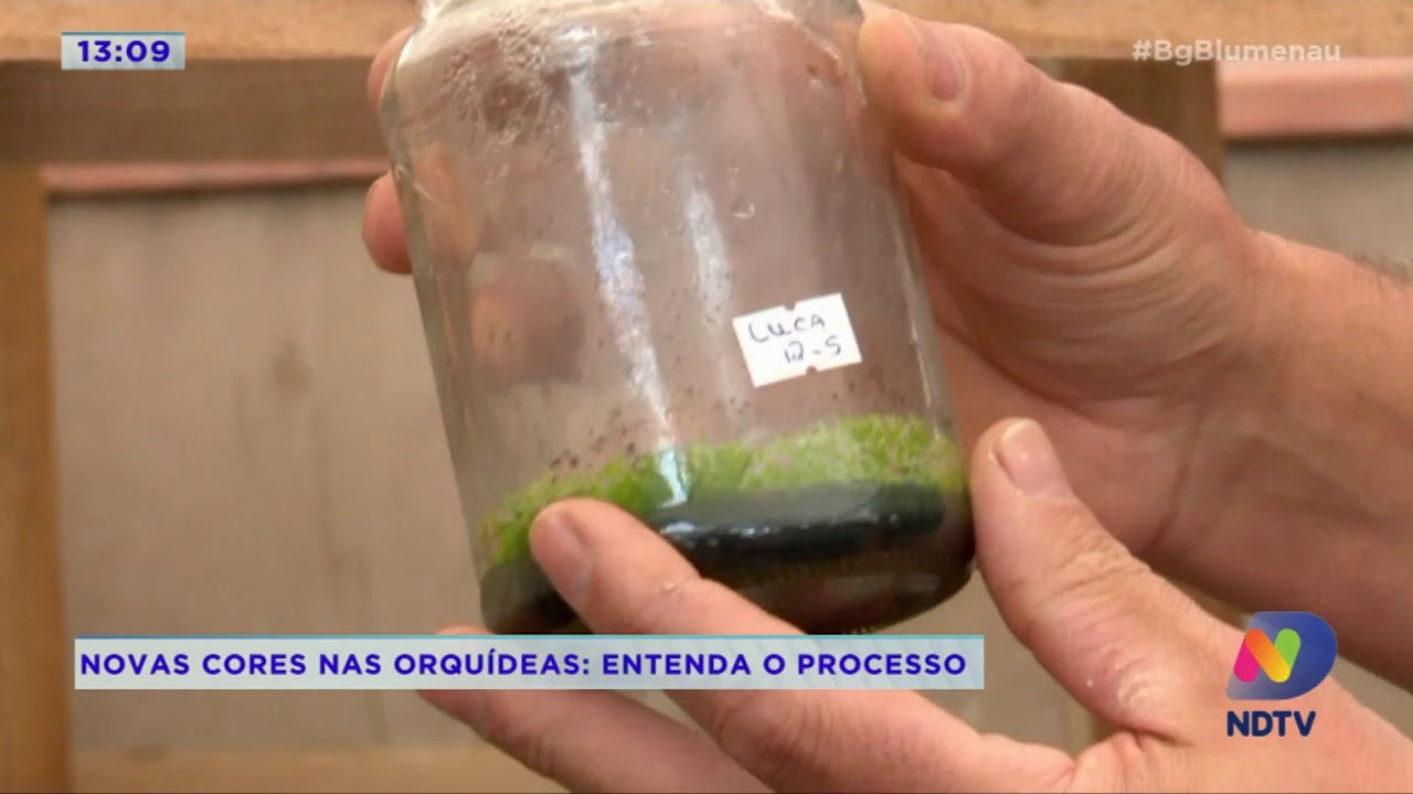 Cultivo de orquídeas se destaca no Vale do Itajaí