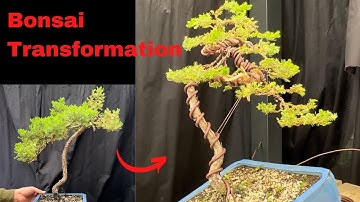 Bonsai transformation - creating beautiful bonsai Juniper transformation