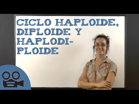 Ciclo Haploide, diploide y haplodiploide