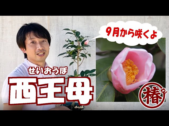 椿 開花速報【西王母・せいおうぼ】2020年版 - YouTube