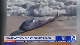 Shark activity closes stretch of Huntington Beach coastline
