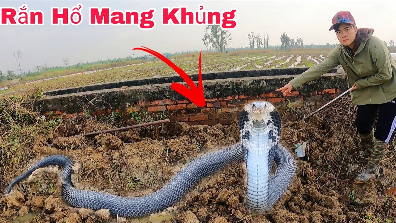 Hai Mẹ Con Đang Làm Cỏ Phát Hiện 3 Con Rắn Hổ Mang Đang Gầm Gừ Trong Cống Thoát Nước