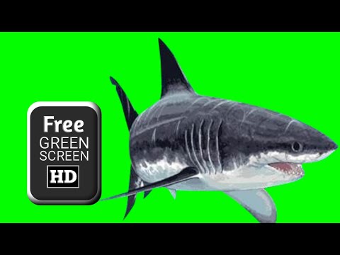 Shark green screen video | green screen shark swimming | green screen shark effects