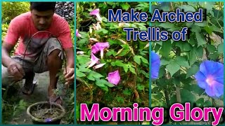 How to grow Morning Glory in Pots or Containers