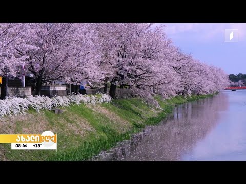 #ახალიდღე საკურას ყვავილობის დღეები ეროვნულ ბოტანიკურ ბაღში