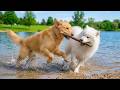 12 Hours of Dog Music 🐾 Relaxing Dog Music 💤 Gentle Rest Support with Deep Sleep for Dogs