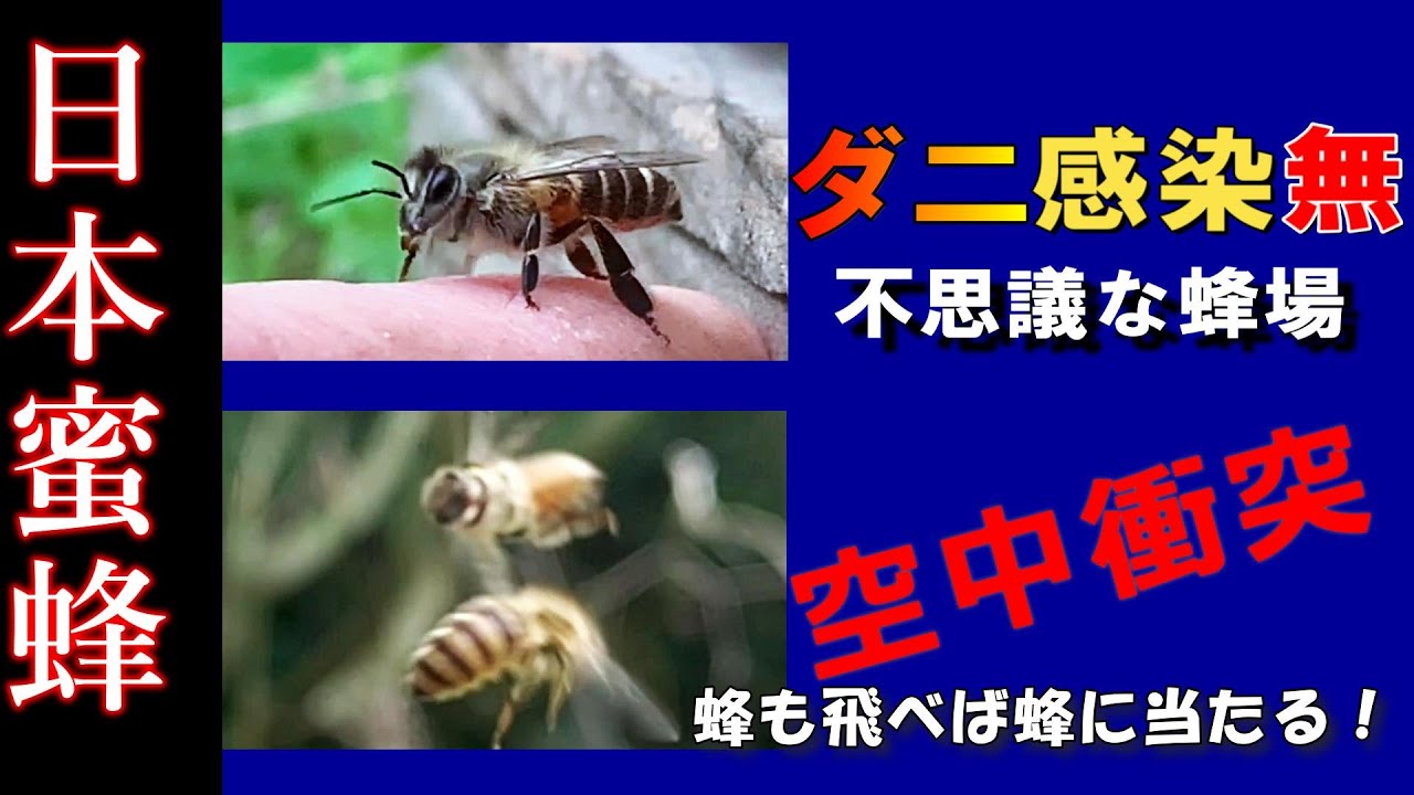Japanese honeybee mid-air collision! - YouTube
