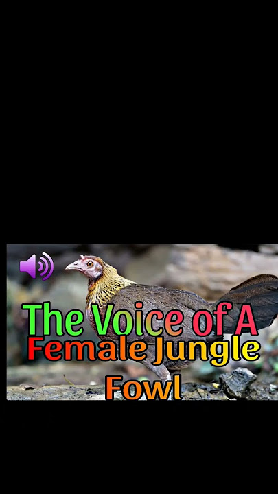 SUARA AYAM LIAR #berlangganan #berlangganan #video pendek #pemburu liar