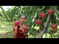 Dragon fruit in my homeland it is natural fruit