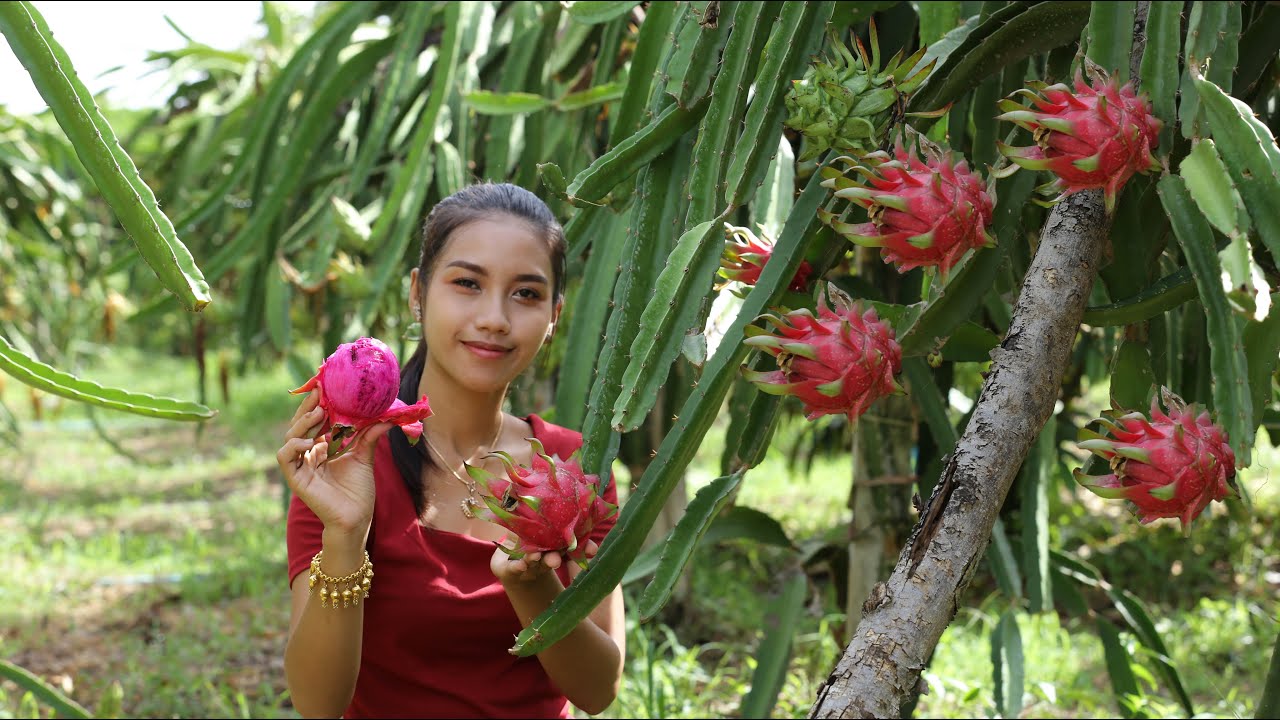 Dragon fruit in my homeland it is natural fruit