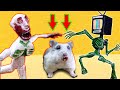 🐹🚶 SCP-096 VS TV Head VS Hamster Obstacle Course Maze With Trap 😱 + Hamster Domino