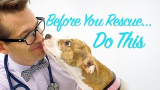 Before You Rescue A Cat or Dog... Do This