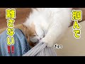 犬カフェに行ったら家の猫と犬がヤキモチで大変なことになりました！