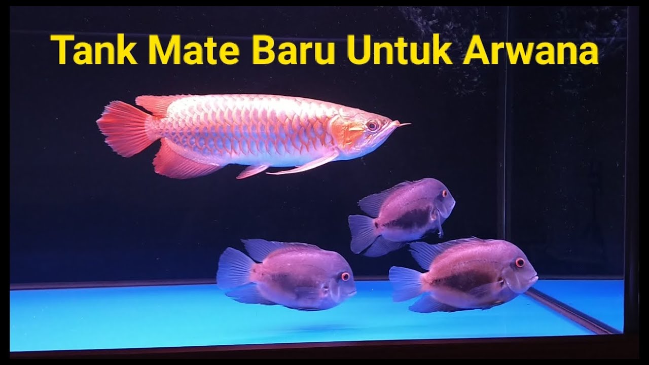 Unboxing Ikan Baru Uaru Cichlid Youtube