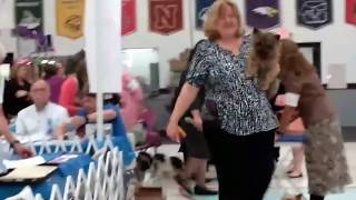 Widget Wins Best of Breed and earns AKC Grand Champion Status