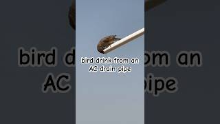 Have You Ever Seen A Bird Drink From An Ac Drain Pipe Share Your Wildlife Encounters In The Comment