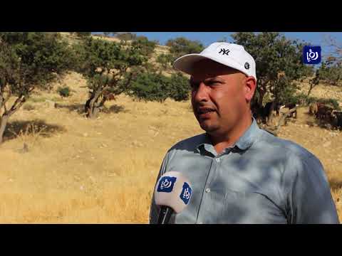 ما قصة التشوهات الخلقية التي ظهرت في مواشي الشوبك أخبار الدار