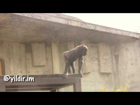 Osuran Maymunlar- Karadeniz Dublaj
