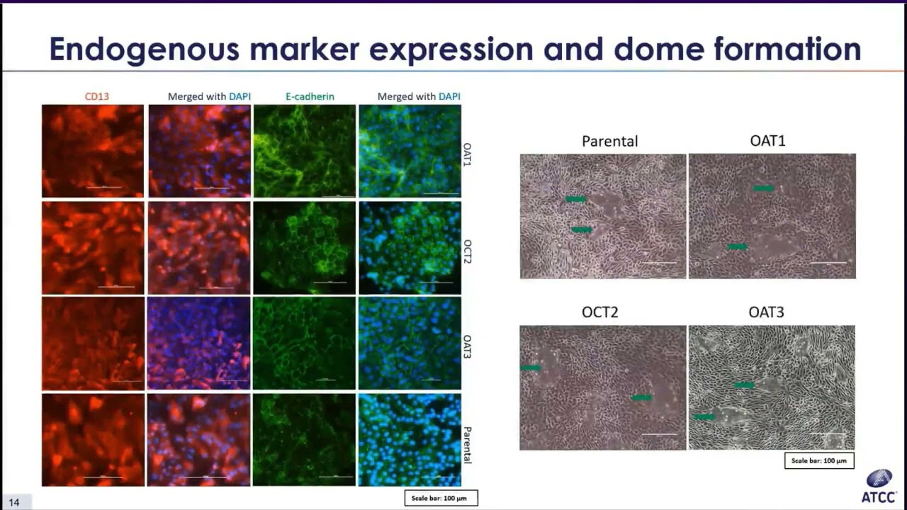 Kidney SLC Transporter Cells – Reliable Tools for Assessing Renal Solute Passage and Drug Toxicity