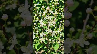 Apricot growing 🌺 #fruit #viralvideo #subscribemychannel #garden #nature