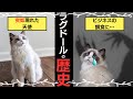 【猫図鑑】ラグドールの歴史
