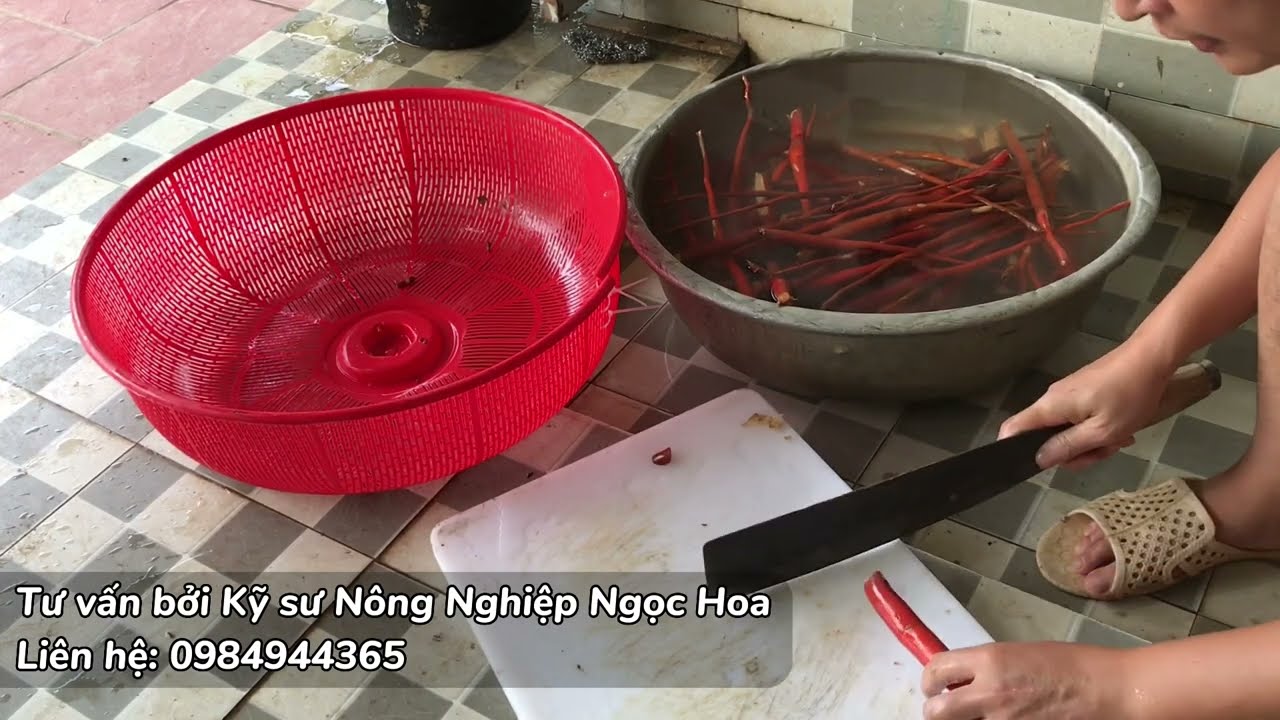Giá Sâm Cau Tươi Trên Thị Trường Hiện Nay