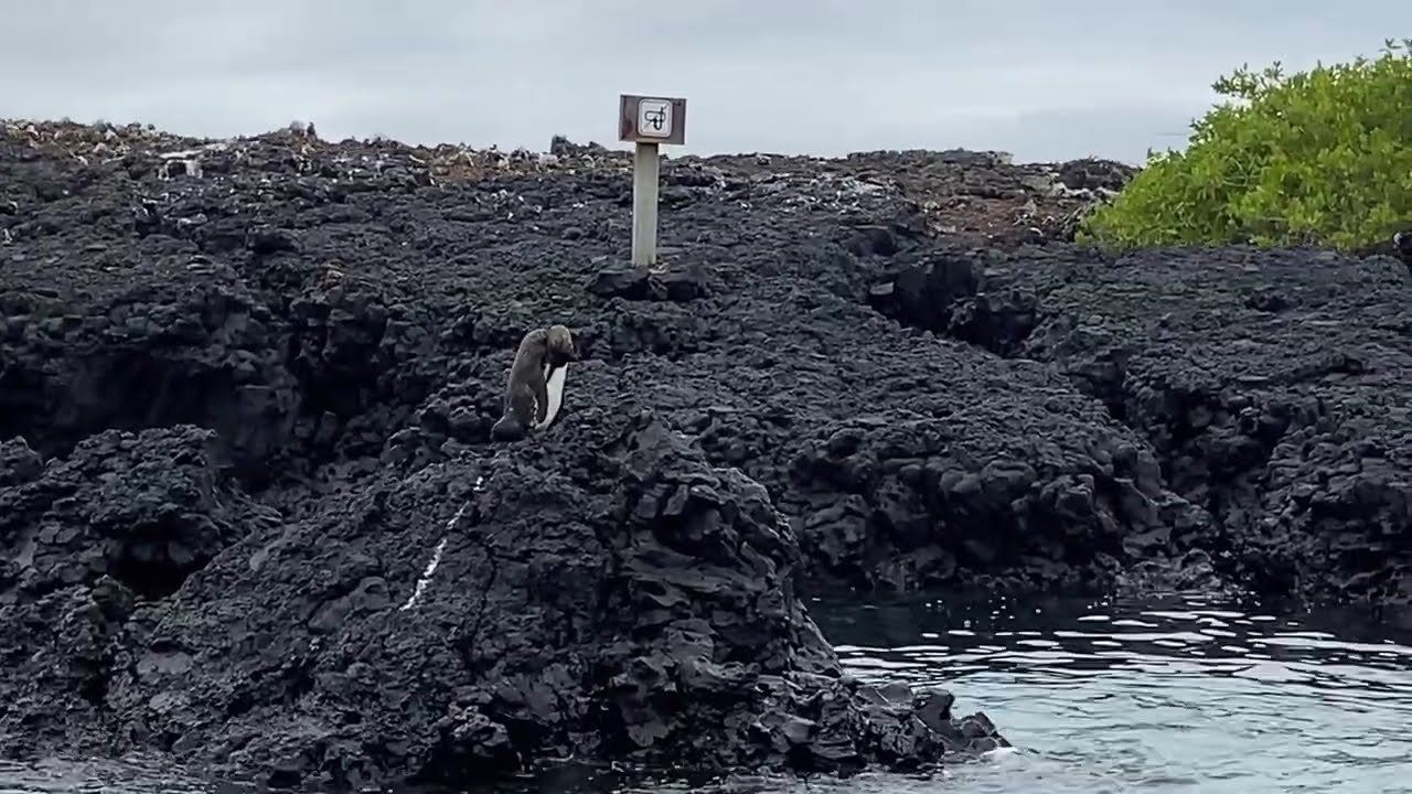 Isabela Island, Galapagos, Ecuador. Las Tintoreras Islet, Puerto Villamil Beach, Flamingo Lagoon.