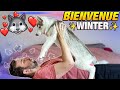 Mon deuxime husky  il est trop mignon  