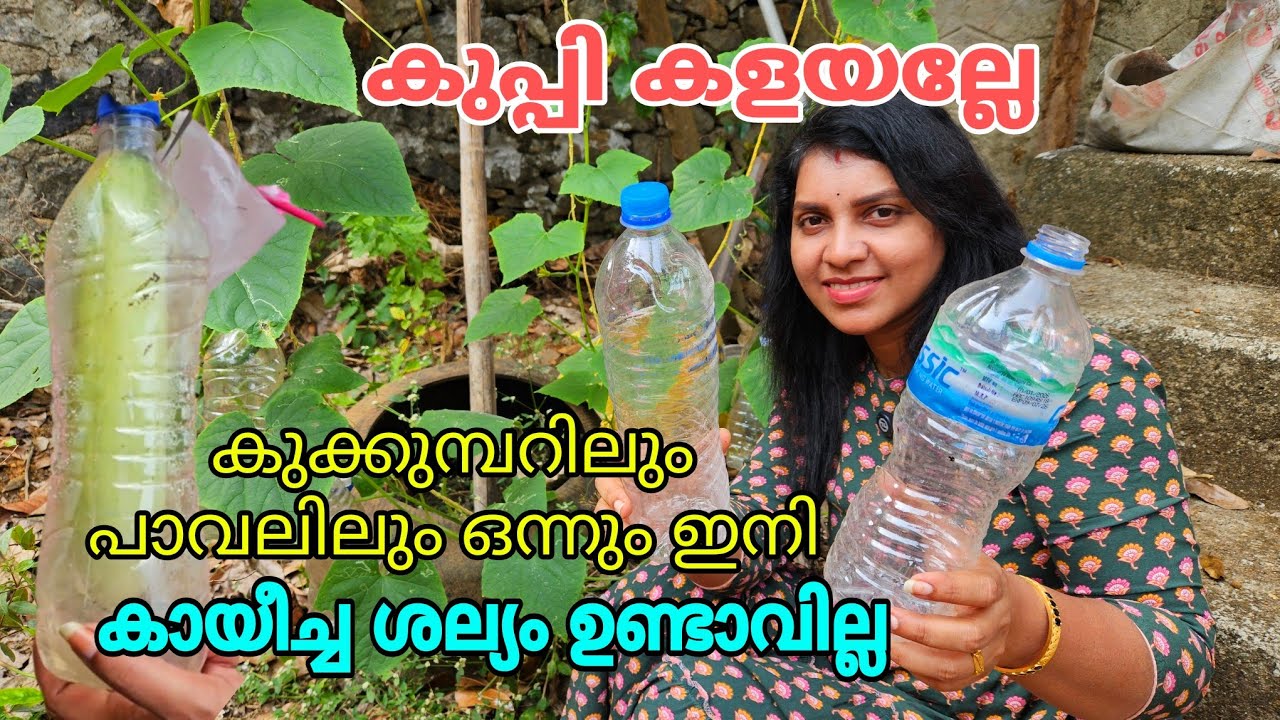 കുപ്പി കളയല്ലേ | കുക്കുബറിലും പാവലിലും ഒന്നും ഇനി കായീച്ച അടുക്കില്ല| Agricultural tips 
