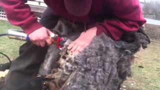 Sheep shearing at Hawthorne Valley Farm