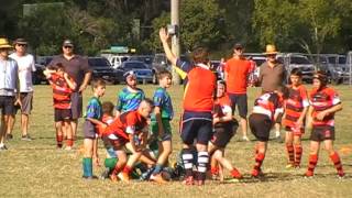 Kenmore Bears 2016 U11's Harlequins Round 8 V GPS