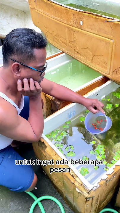 100% Sukses Budidaya Ikan Guppy