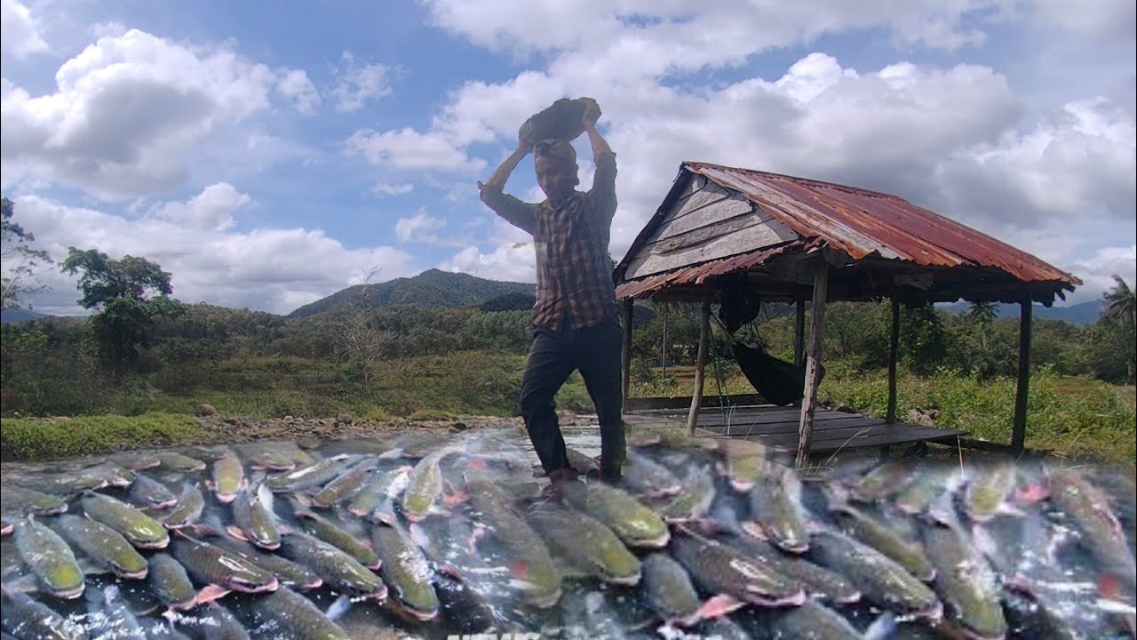 Use rocks to catch fish - stone fish trap - fishing - Ep22 - YouTube