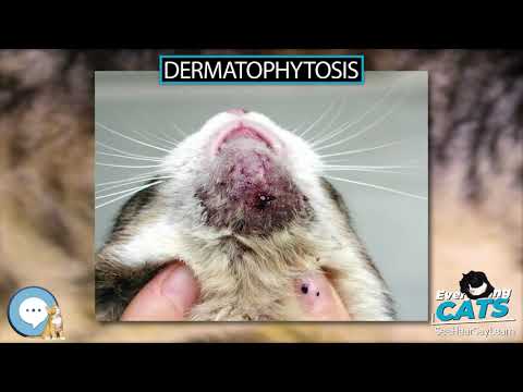 वीडियो: बिल्लियों में त्वचा रोग (Dermatophilosis)