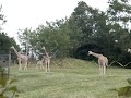 Fort Wayne Zoo baby giraffe