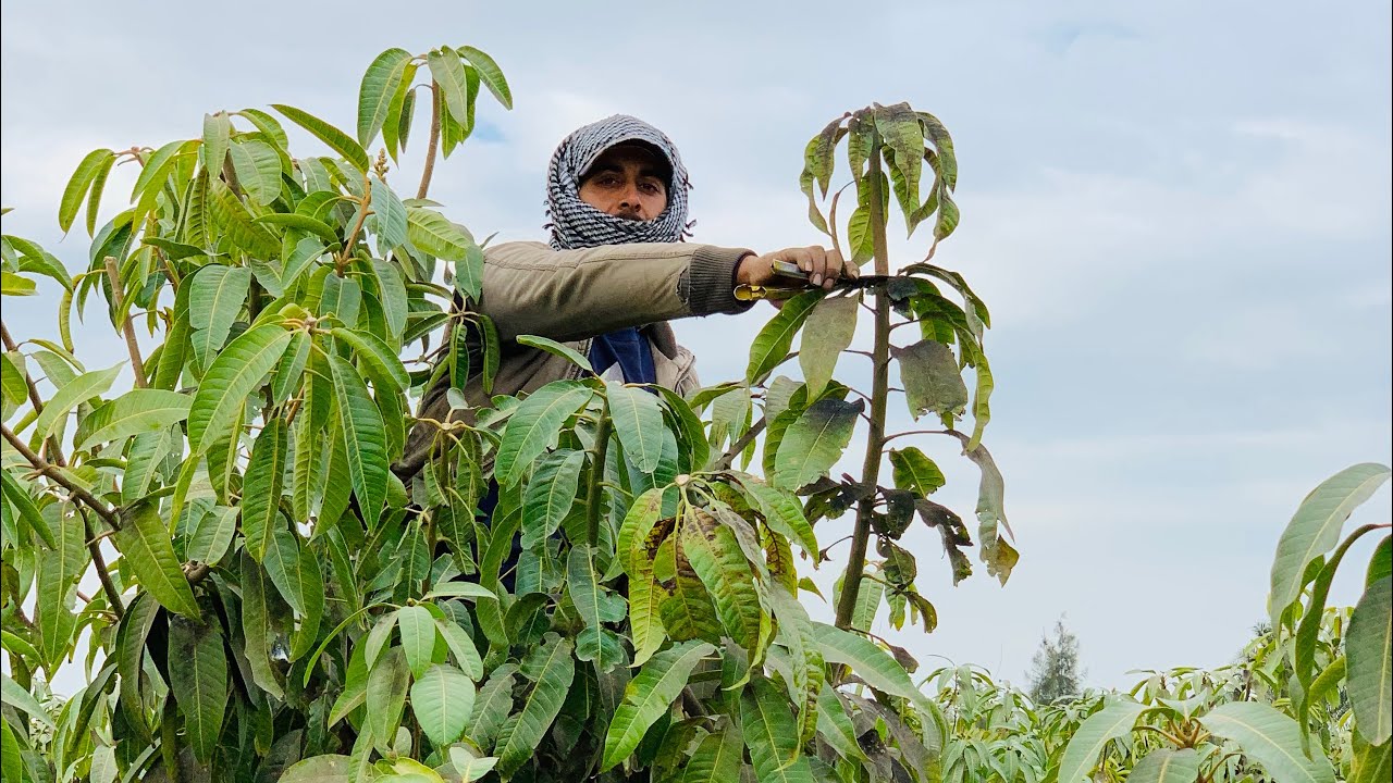 تقليم اشجار المانجو عمر سنتين من الزراعة 🌳
