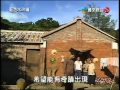 藍色水玲瓏 公雞拜堂