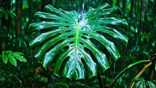 Heavy Rain on Monstera Leaf Rhythmic Nature Relaxation 4K UHD 5 Hours Deep Forest Echoes