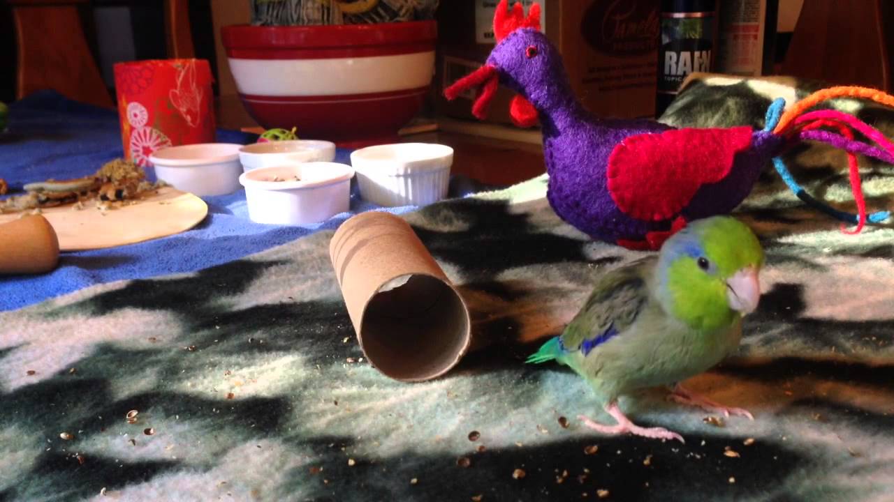 Bean the parrotlet enjoys afternoon playtime with treats. YouTube