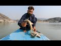 Big Snow trout| Fishing and Hunting in Cold Water| Net Catching| Torki Fish| Indus River| Adventure