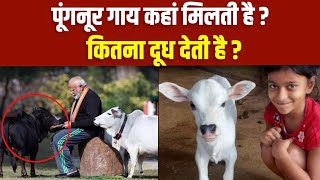 पूंगनूर गाय कहां मिलती है | पूंगनूर गाय कितना दूध देती है | Punganur Cow Price, Milk Per Day|Boldsky