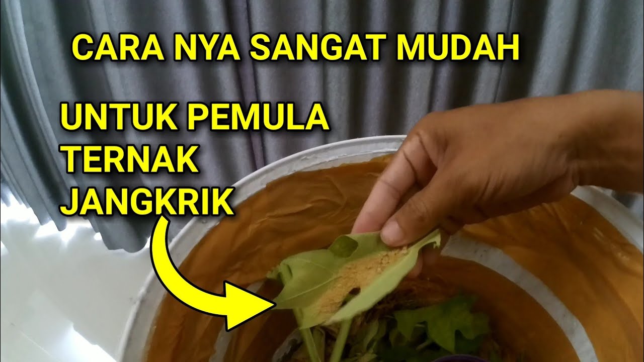 CARA MUDAH TERNAK JANGKRIK AGAR TERHINDAR DARI SEMUT 