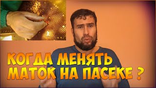 Когда заменять старых пчелиных маток на пасеке? Цена Качество