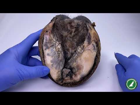 Hoof HB2 | Chronic Laminitis