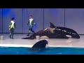 Moskvariums 3 orcas displaying concerning behavior