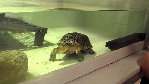 A Blandings turtle gets a snack