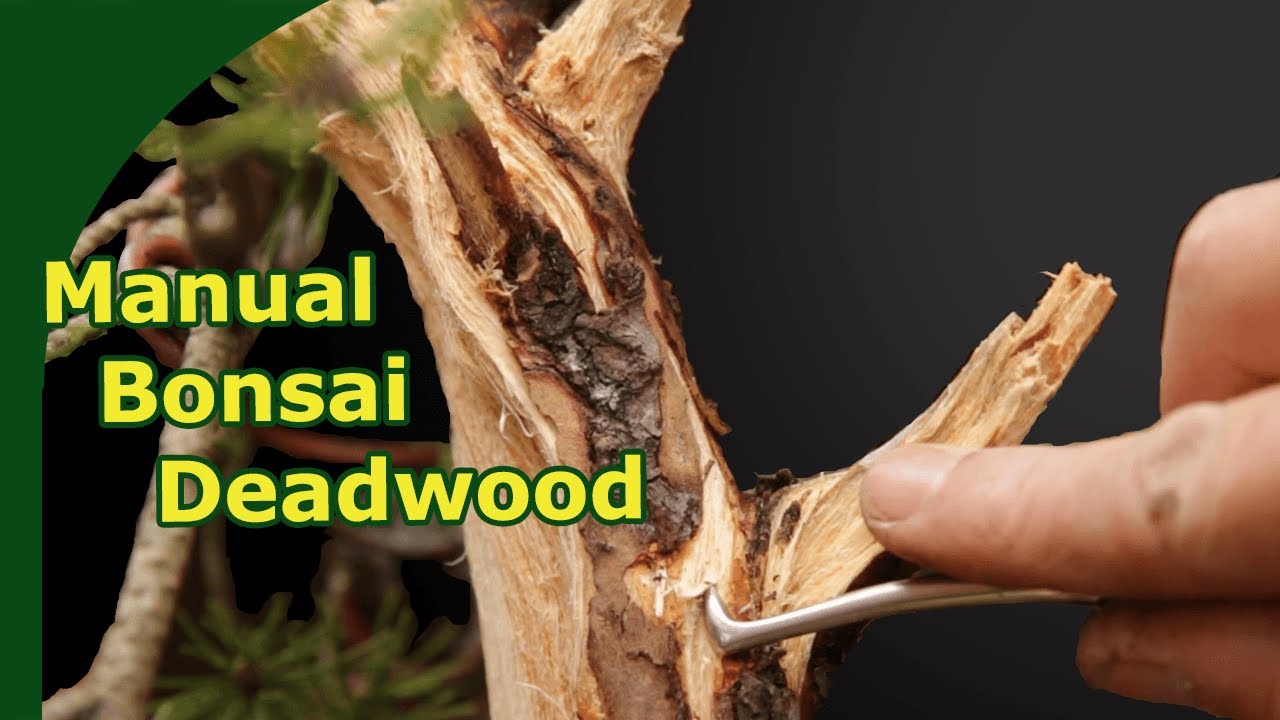 Create Bonsai deadwood using Hand tools