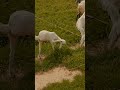 #shortvideo #
