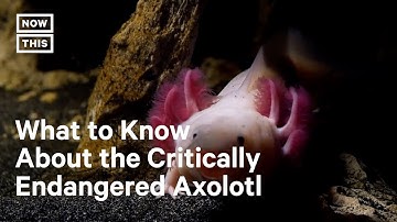 What to Know About the Critically Endangered Axolotl