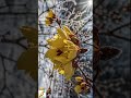 啵啵頭BOBOTO:#臘梅 #縮時攝影 #TimeLapse #Wintersweet #ChimonanthusPraecox #冬季花卉 #香花 #花開 #古典花卉